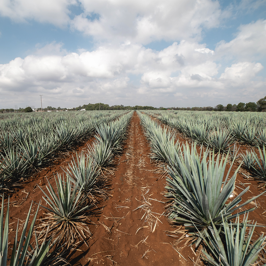 What Is Highland Tequila?